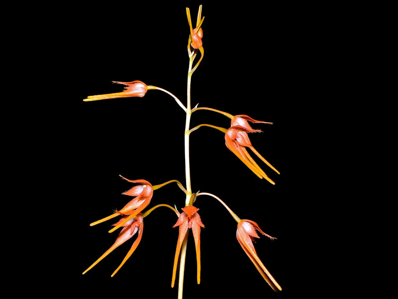 Bulbophyllum taiwanense