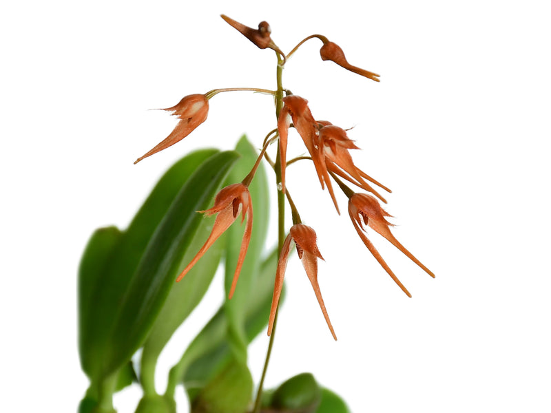 Bulbophyllum taiwanense