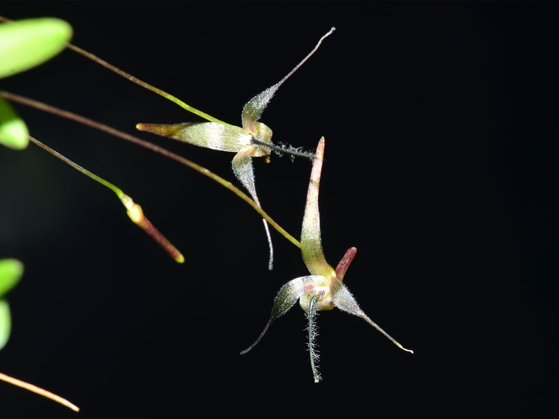 Bulbophyllum tentaculiferum
