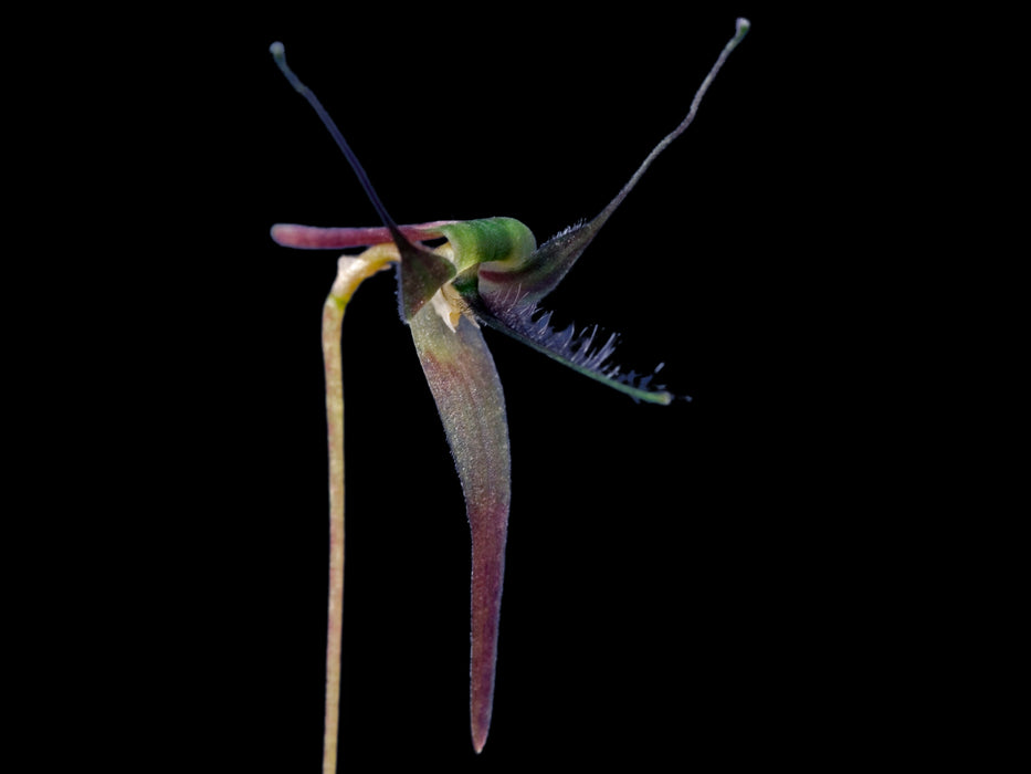 Bulbophyllum tentaculiferum