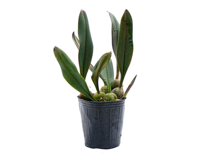 Bulbophyllum thaiorum form red