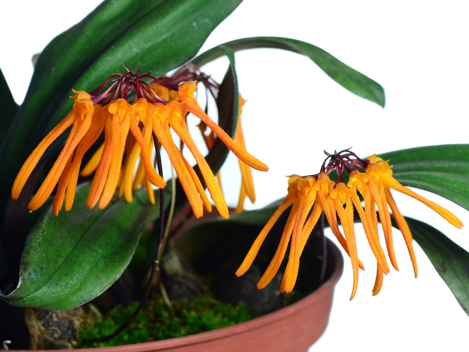 Bulbophyllum thaiorum form yellow