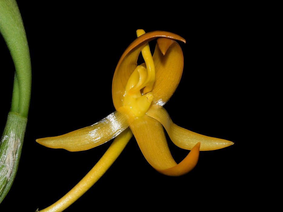 Bulbophyllum tollenoniferum