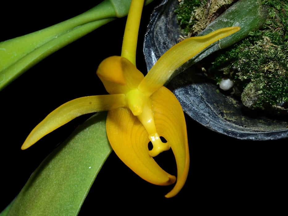 Bulbophyllum tollenoniferum