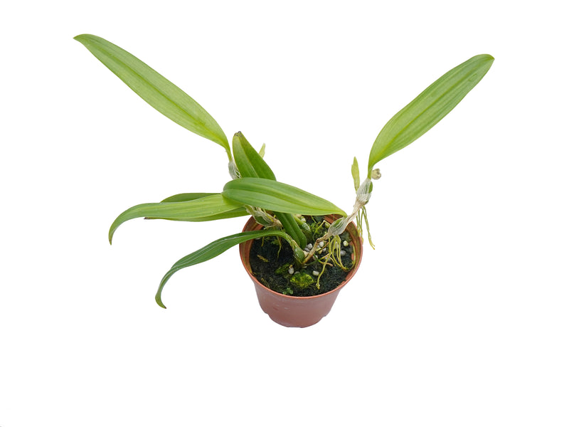 Bulbophyllum translucidum