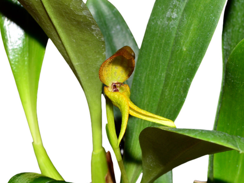 Bulbophyllum tricanaliferum yellow