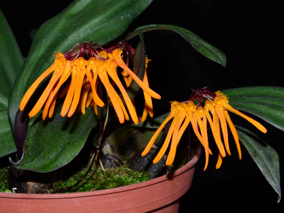 Bulbophyllum trongquyetii