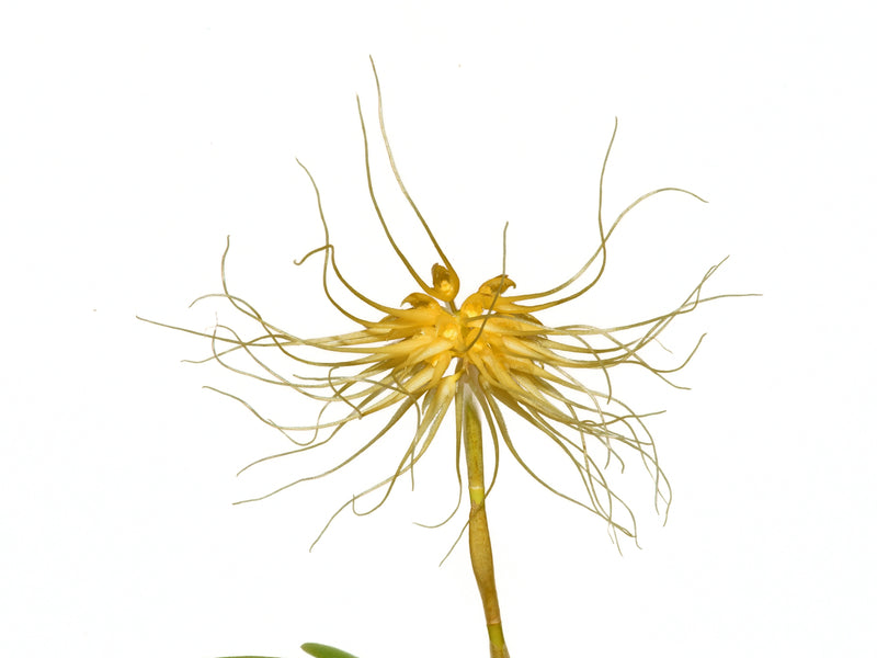 Bulbophyllum vaginatum