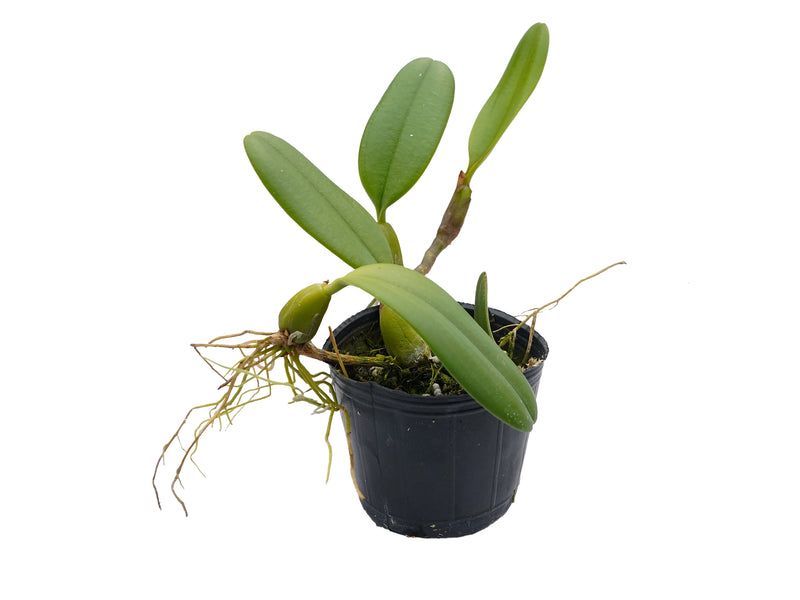 Bulbophyllum vaginatum