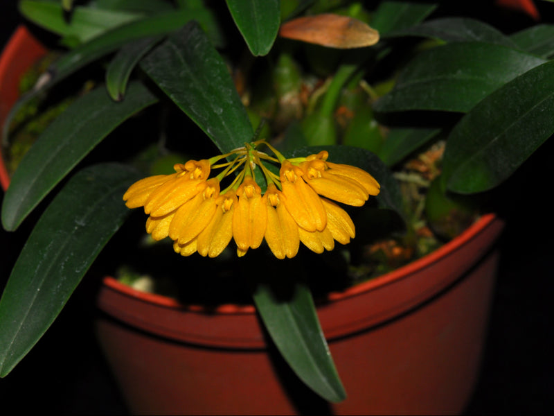 Bulbophyllum vietnamense