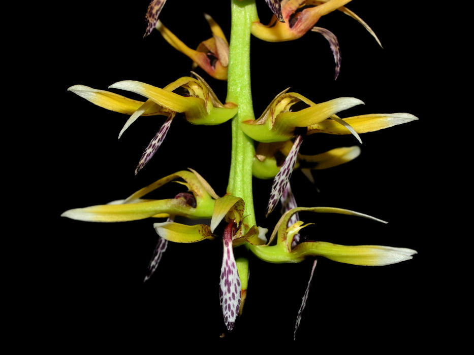 Bulbophyllum weddelii