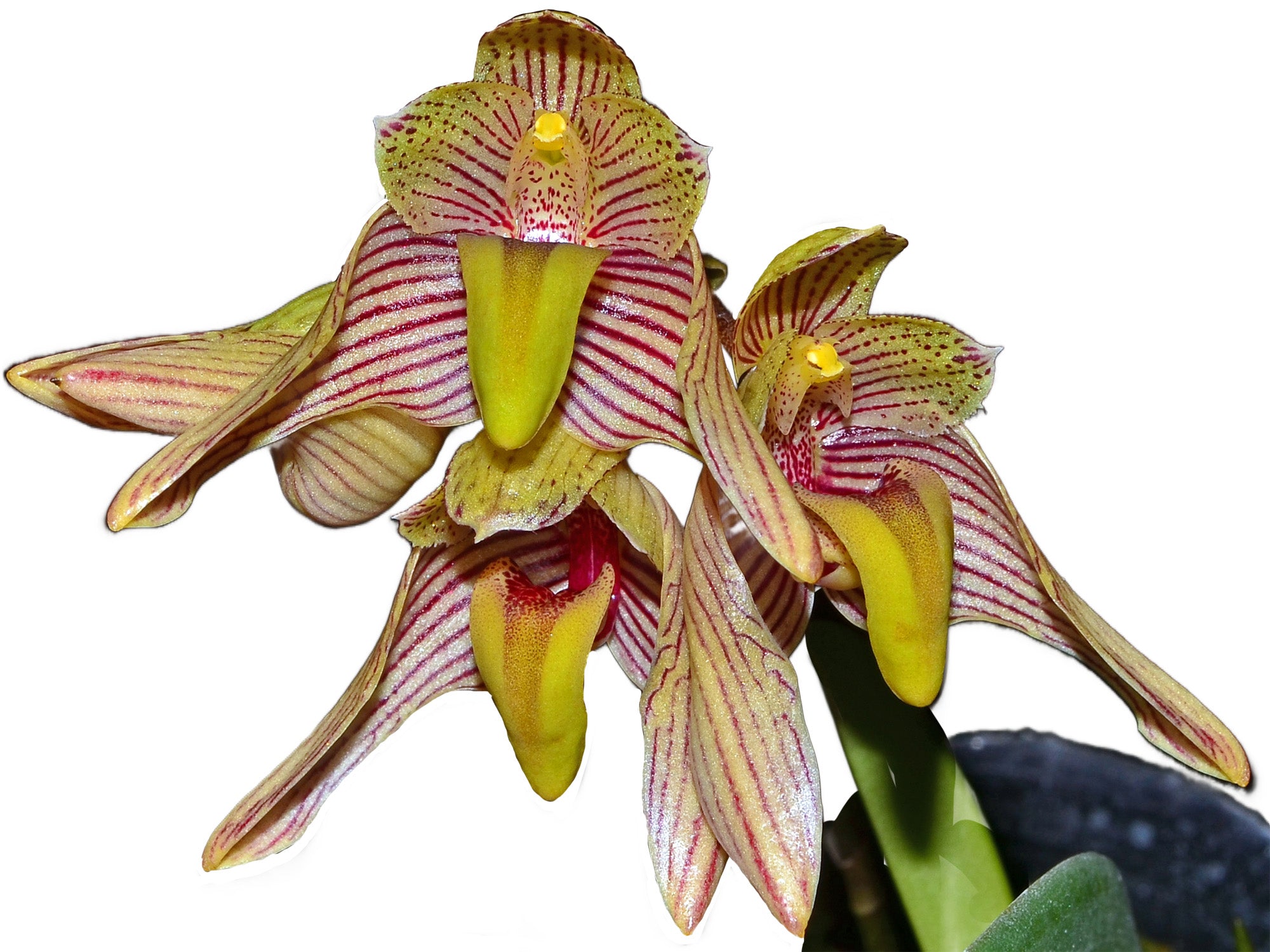 Bulbophyllum bicolor