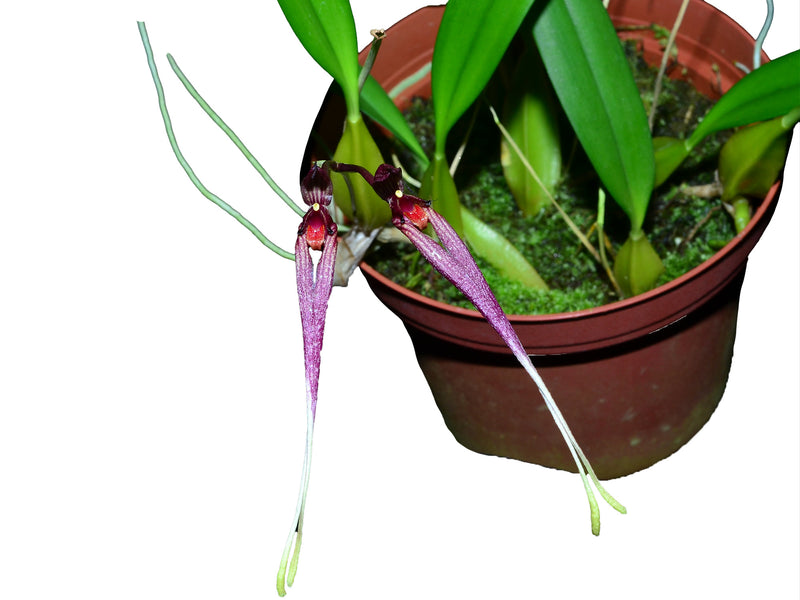 Bulbophyllum biflorum