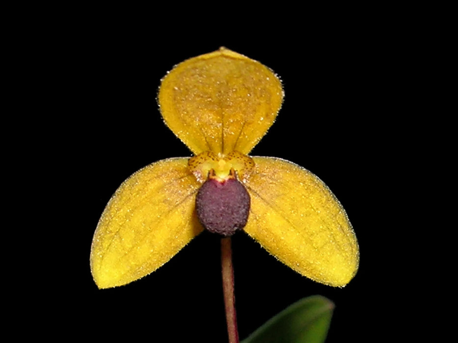 Bulbophyllum calceolus