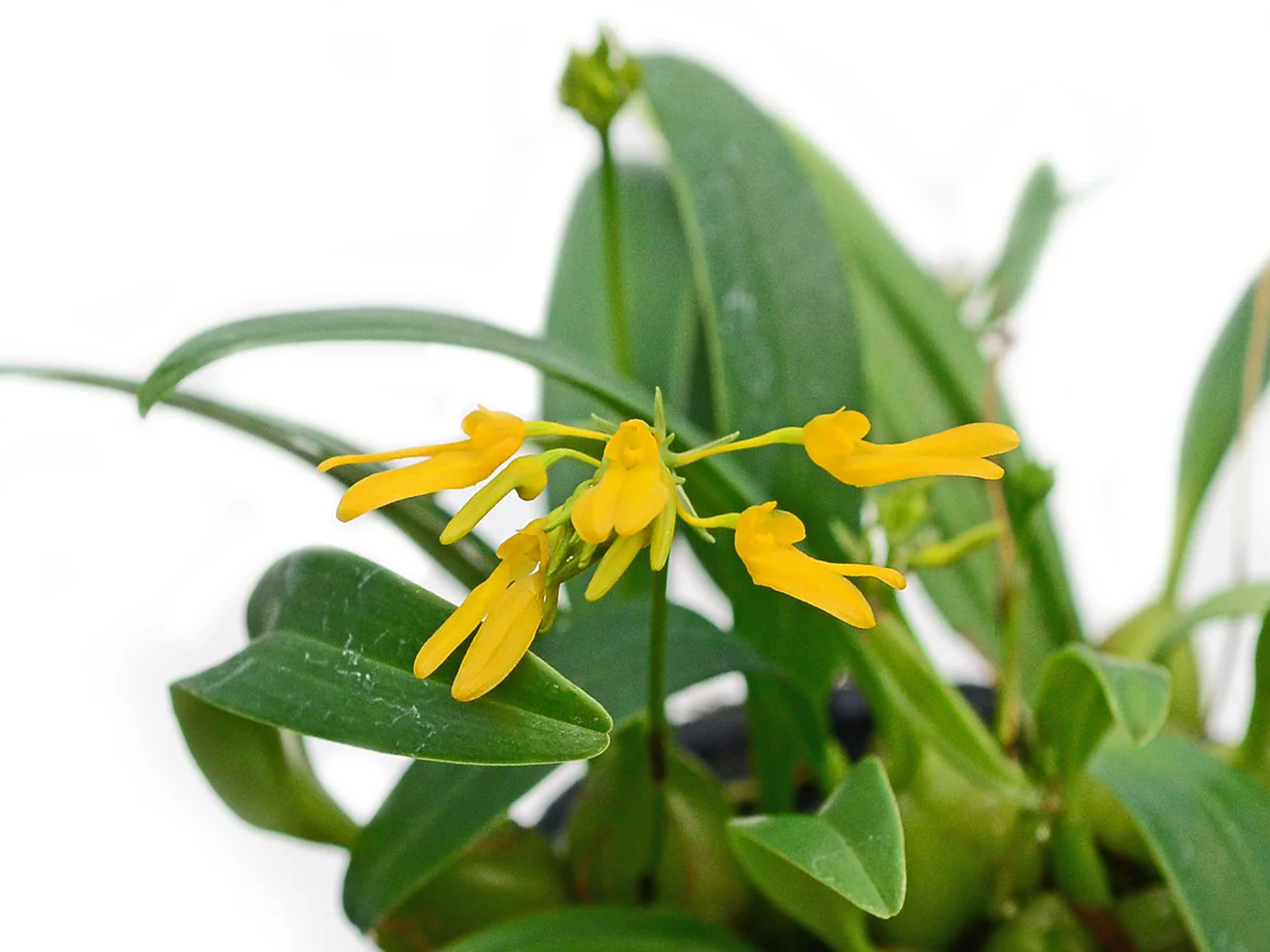 Bulbophyllum vietnamense