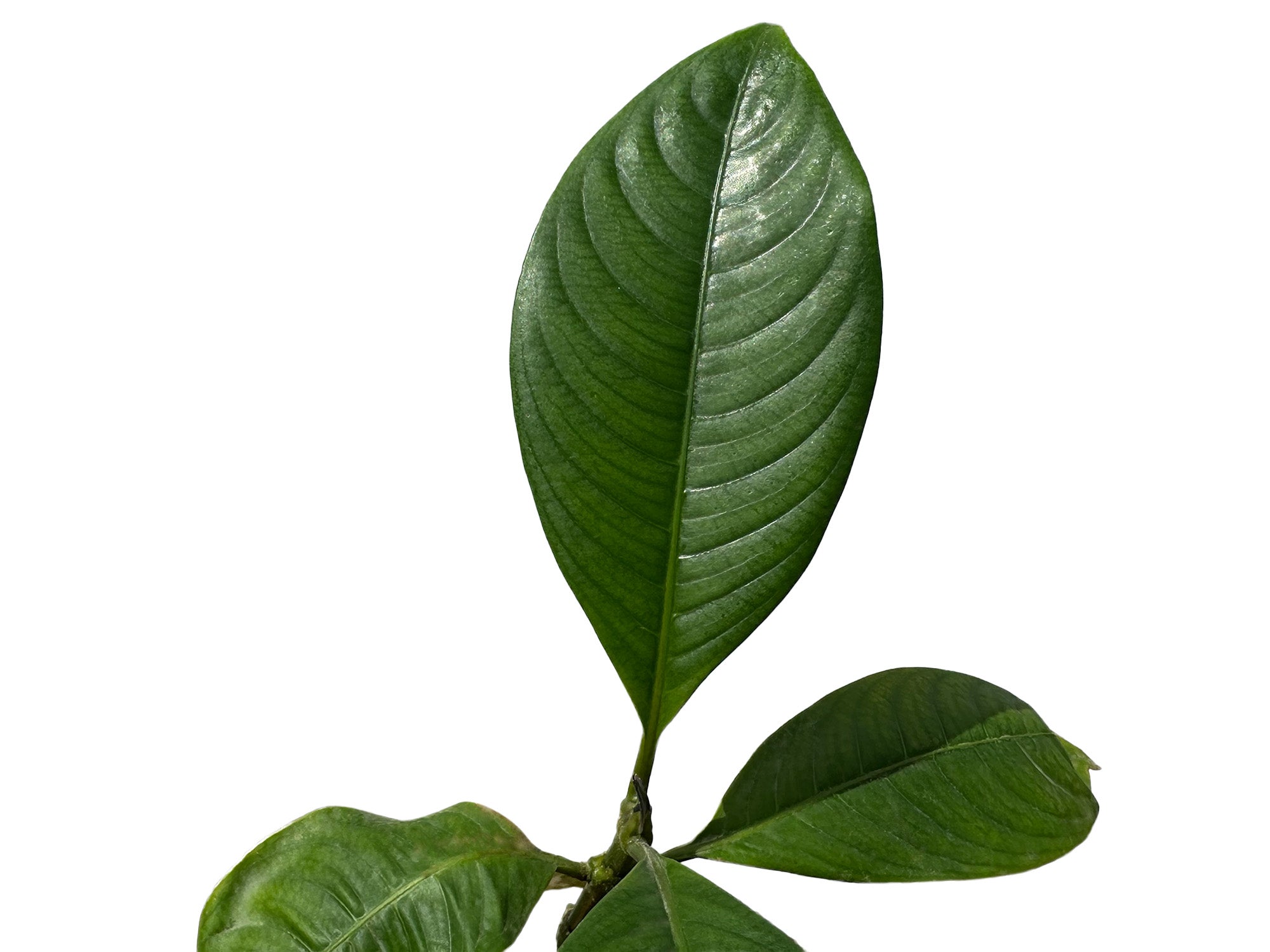 Bunchosia argentea
