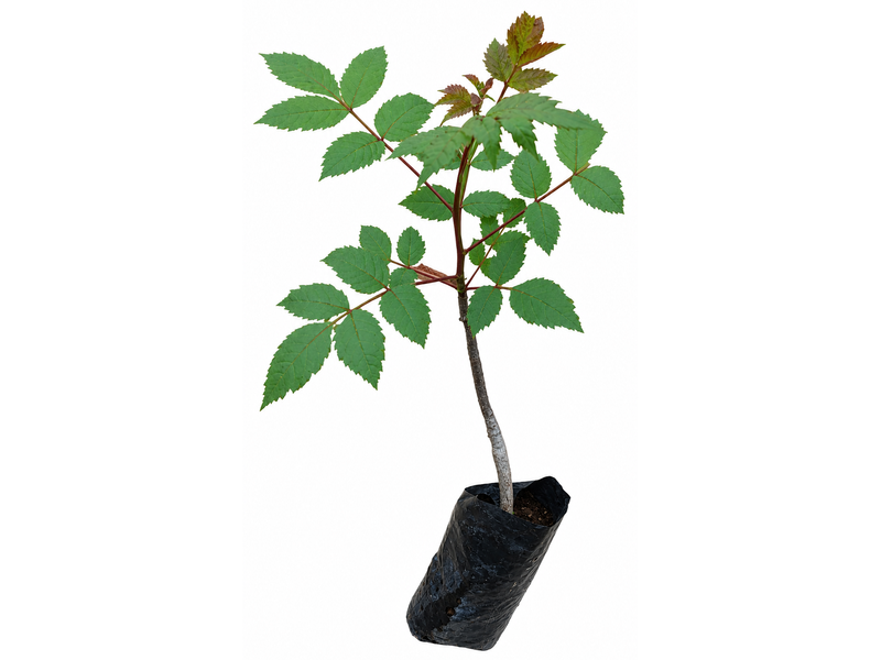 Bursera graveolens