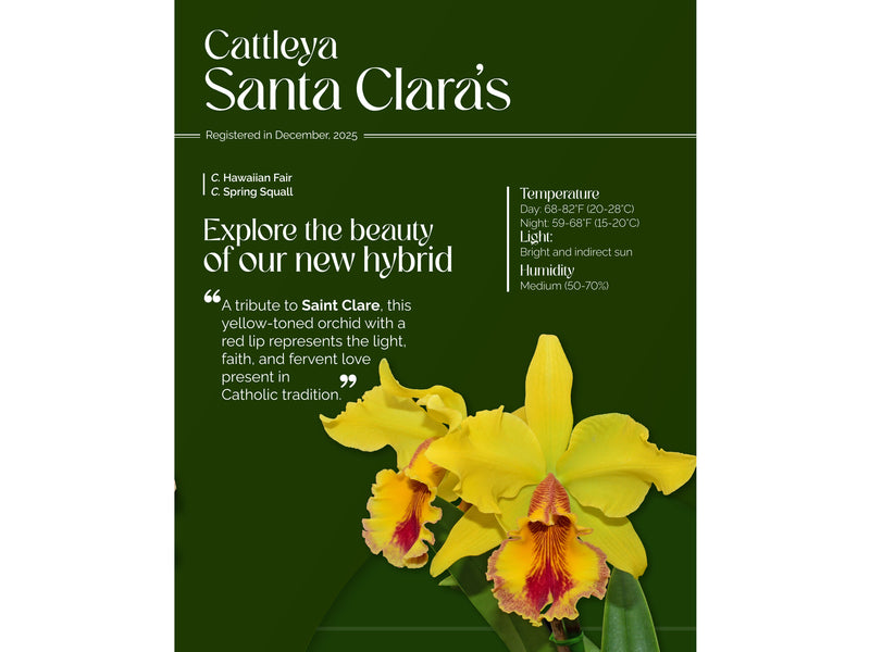 Cattleya Santa Clara's