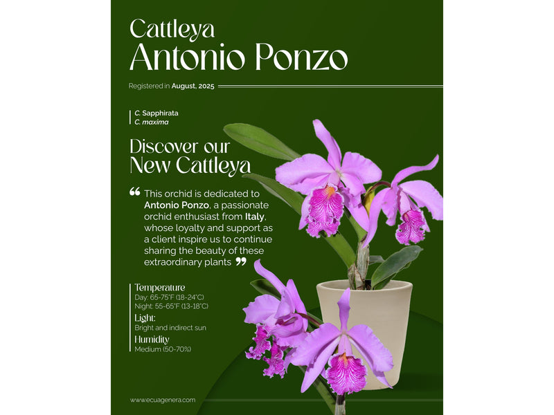 Cattleya Antonio Ponzo