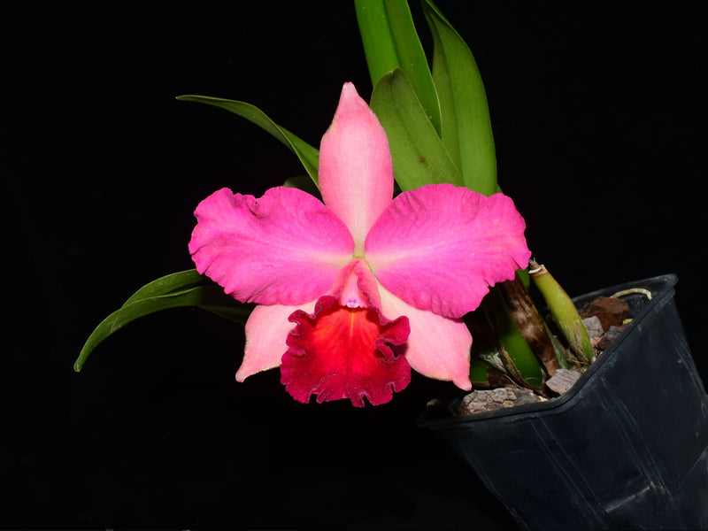 Rhyncholaeliocattleya Catherine Obillo