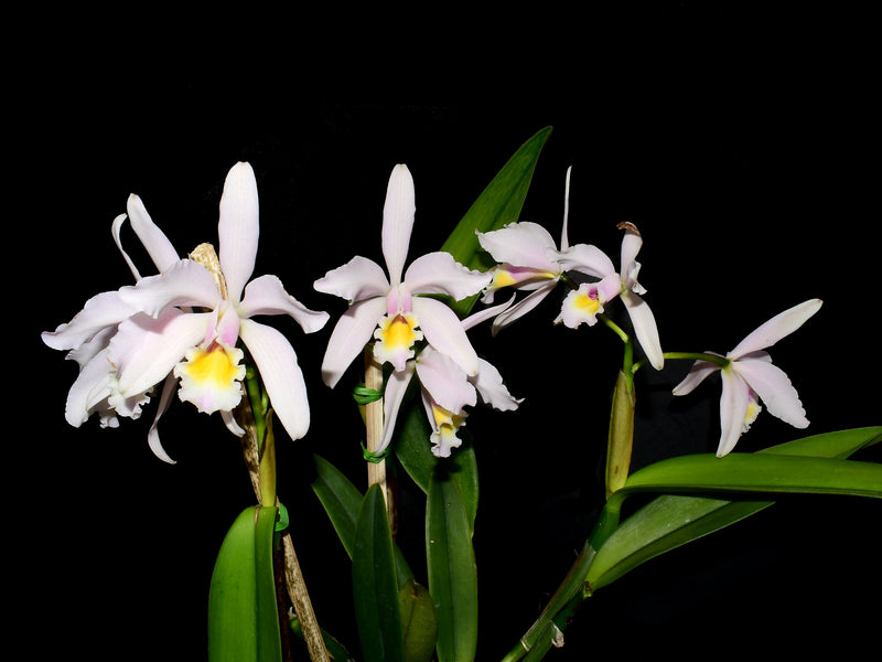 Cattleya Luciana C