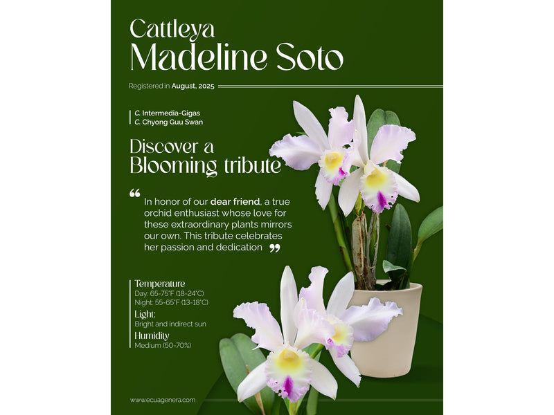 Cattleya Madeline Soto