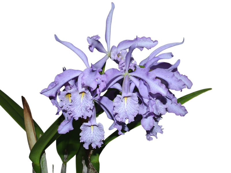 Cattleya maxima f. coerulea 'Gigi' x 'Angelo'