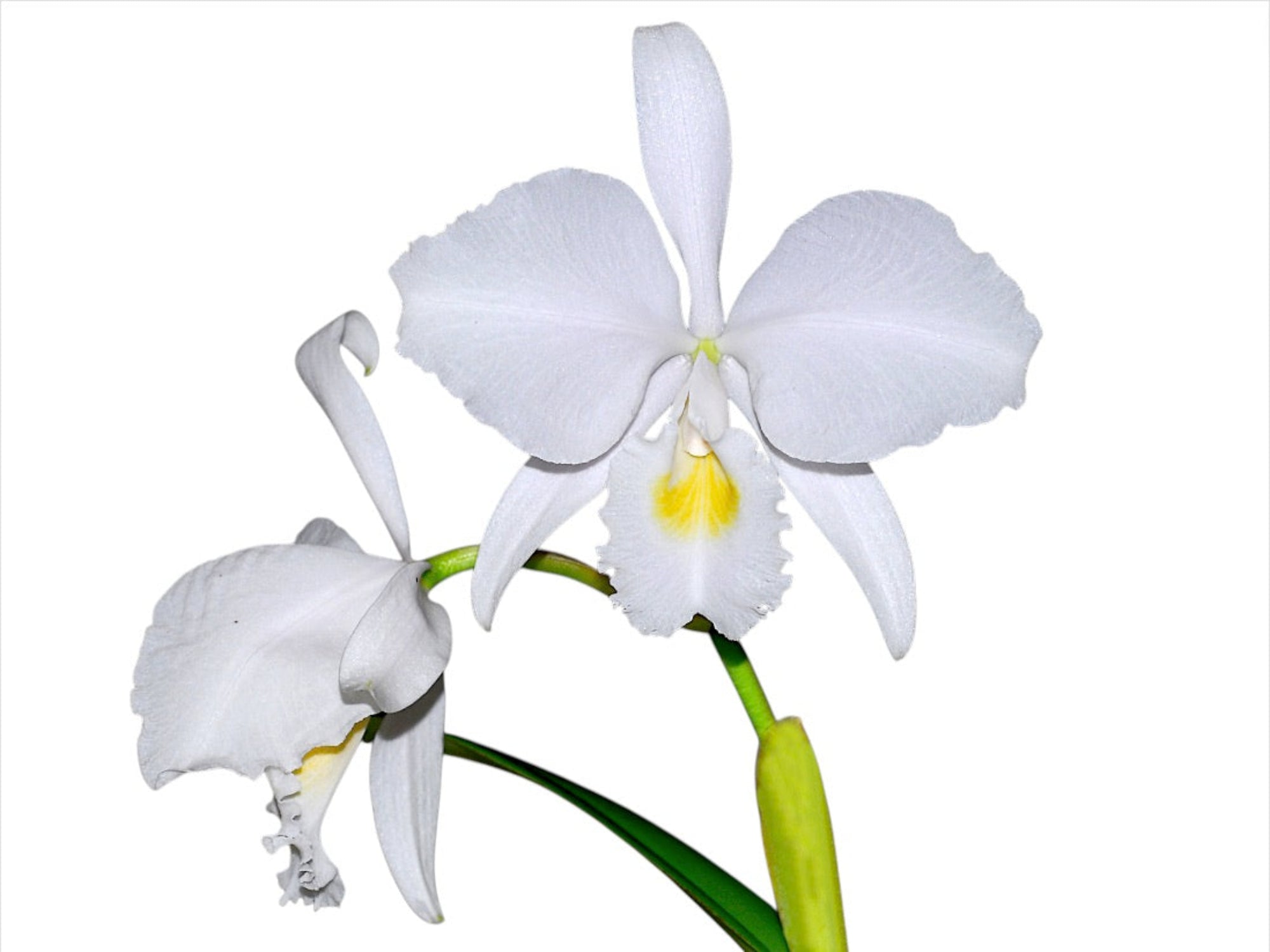 原種 洋蘭原種カトレア 洋蘭 lueddemanniana カトレア 鉢植え flamea
