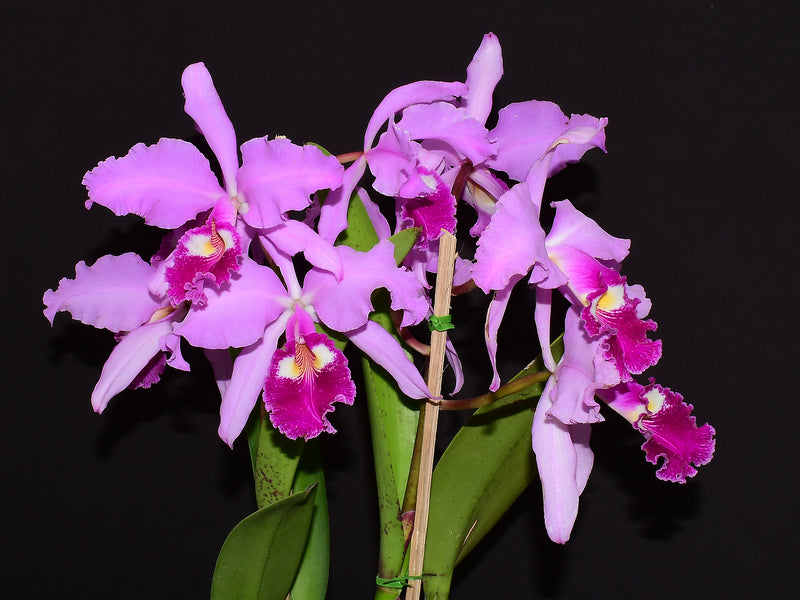 Cattleya warscewiczii