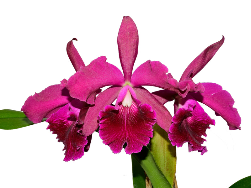 Cattleya Patricio Almeida