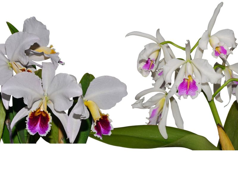 Cattleya Percimax (semialba x semialba) (rec.)