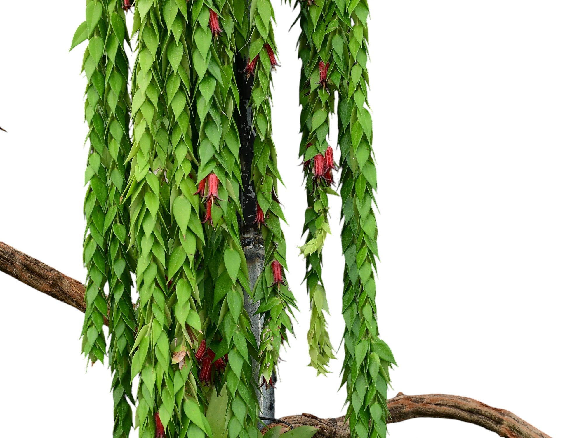 その他観葉植物 Ceratostema louicianae 8 Ceratostema loucianae (large) — Ecuagenera Orquídeas del Ecuador