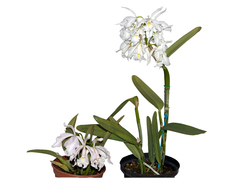 Cattleya maxima f. alba tall