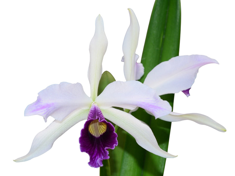 Cattleya purpurata uba tuba splash