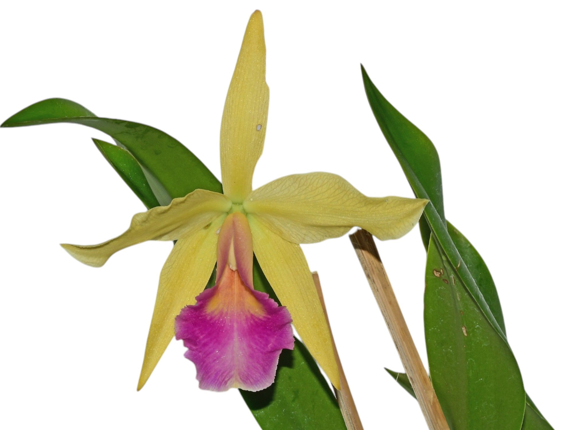 Cahuzacara Kiat Tan