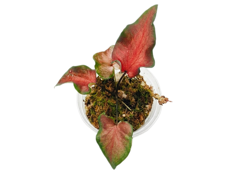 Caladium Exotic Dancer