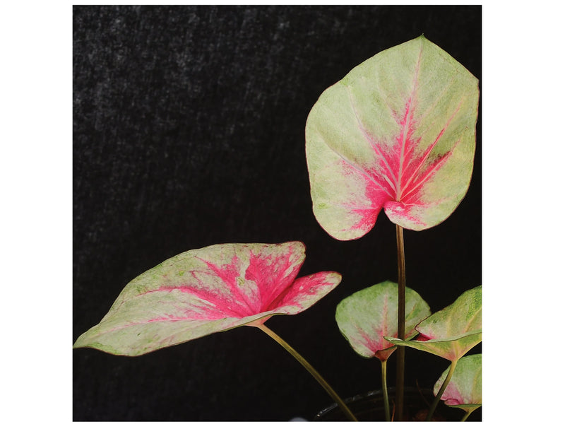 Caladium Heart of the Queen