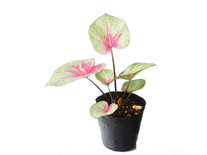 Caladium Heart of the Queen