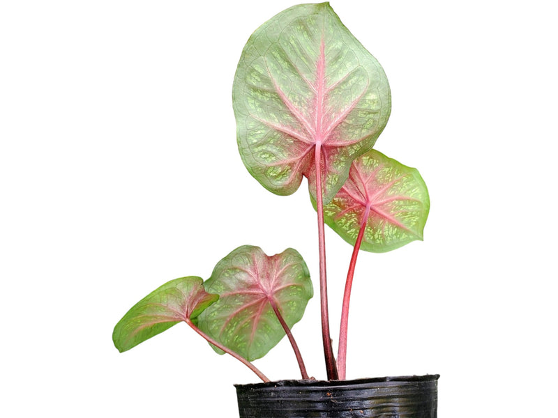 Caladium Little Red Cap