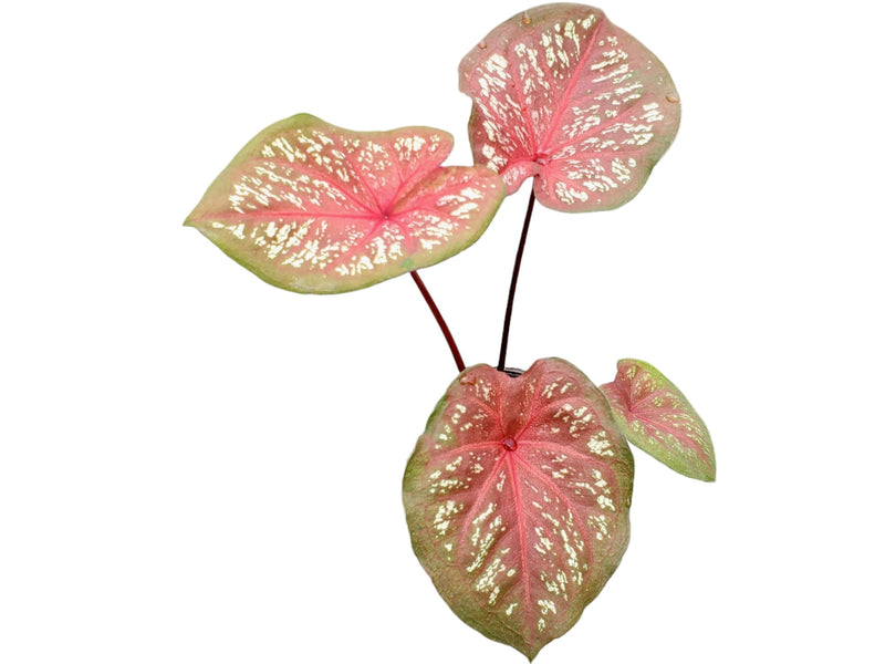 Caladium Little Red Cap