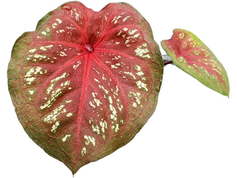Caladium Little Red Cap