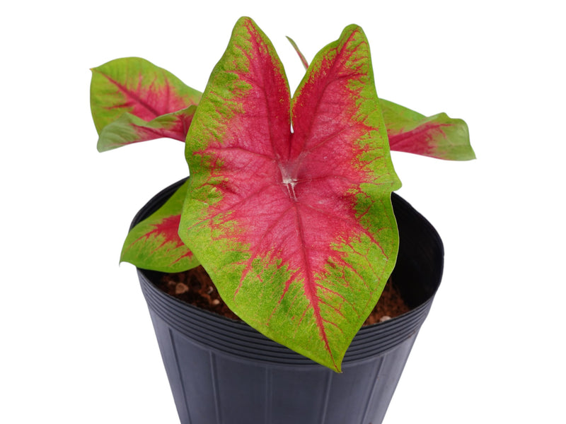 Caladium Medal