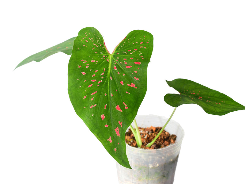 Caladium Rice Bean
