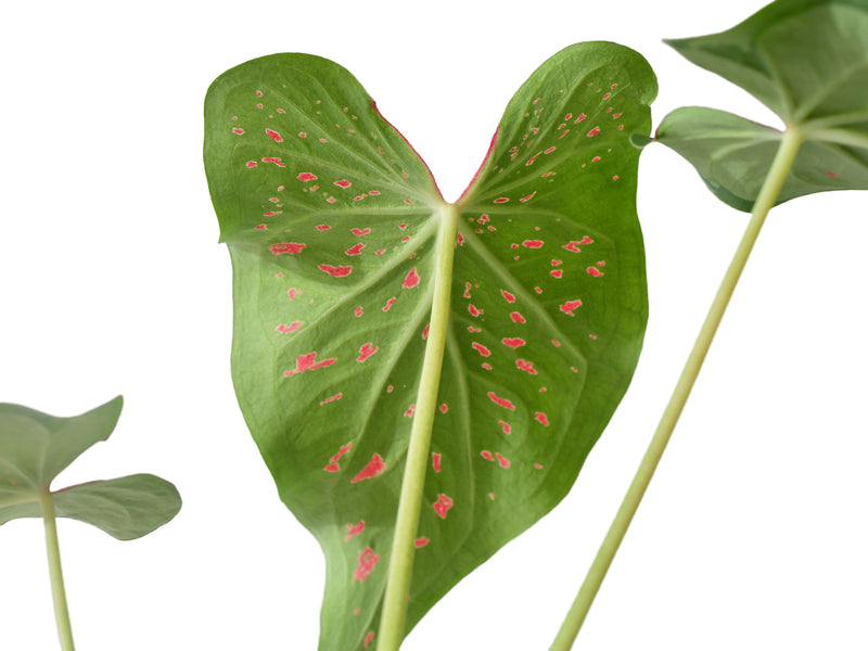 Caladium Rice Bean