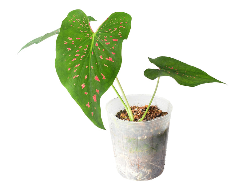 Caladium Rice Bean