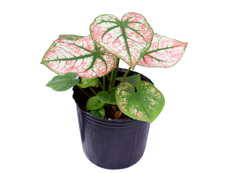 Caladium Scarlet Mary