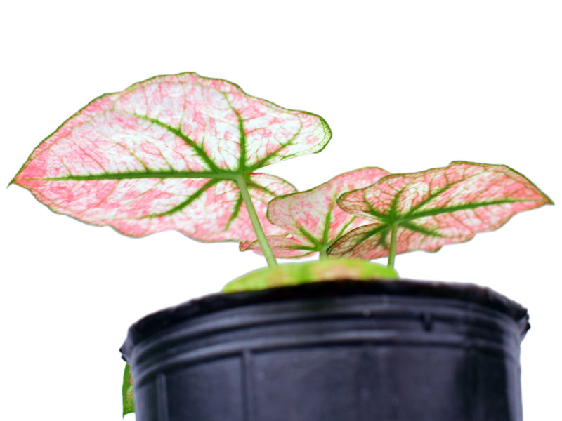 Caladium Scarlet Mary