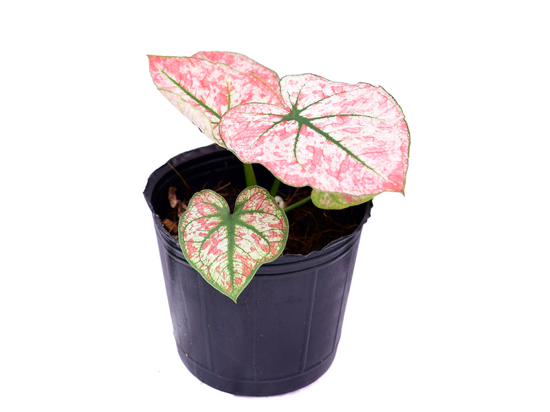 Caladium Scarlet Mary
