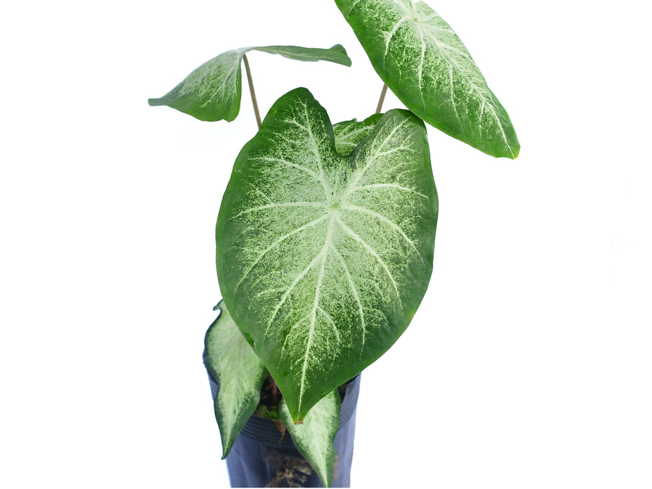 Caladium Sweet Jungle 'Heart'