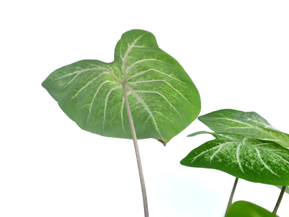 Caladium Sweet Jungle 'Heart'